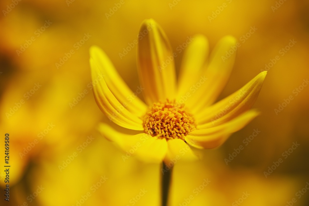 A Yellow Flower (Asteraceae)