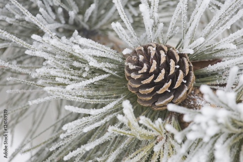 Calgary, Alberta, Canada; Needles Of A Pine Tree And A Pine Cone Covered In Frost photo