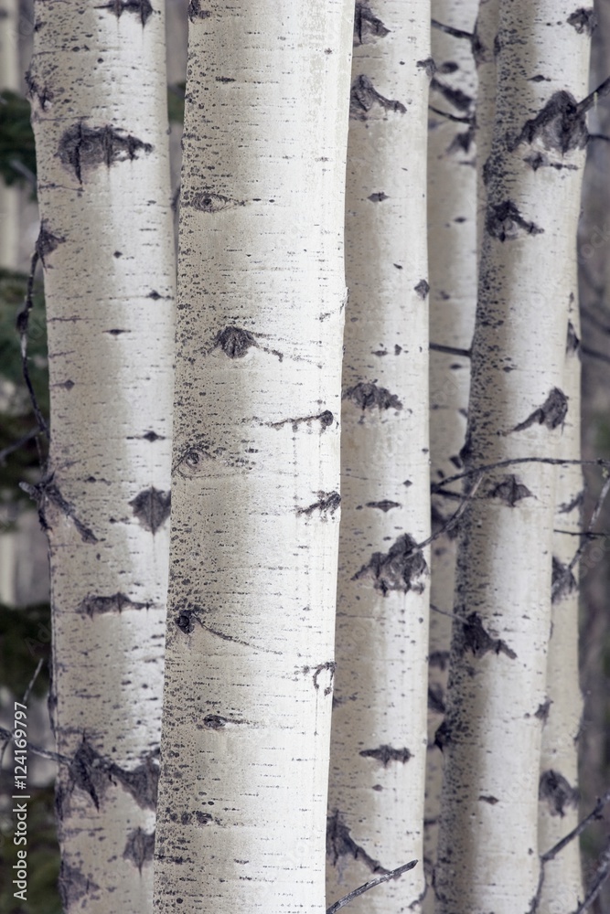White Birch Tree Trunks White Birch Tree Trunks