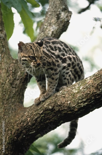 Margay (Leopardus Wiedii) In A Tree photo