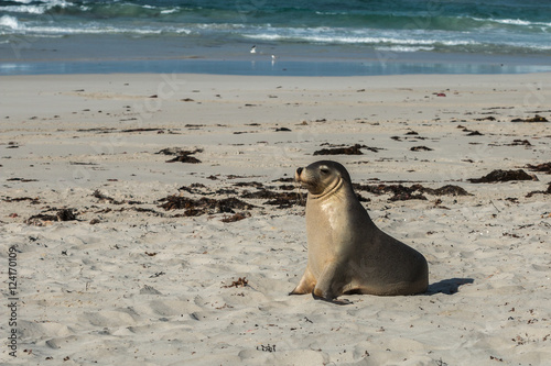 Sea Lion at Seal Bay, Kangaroo Island, Australia