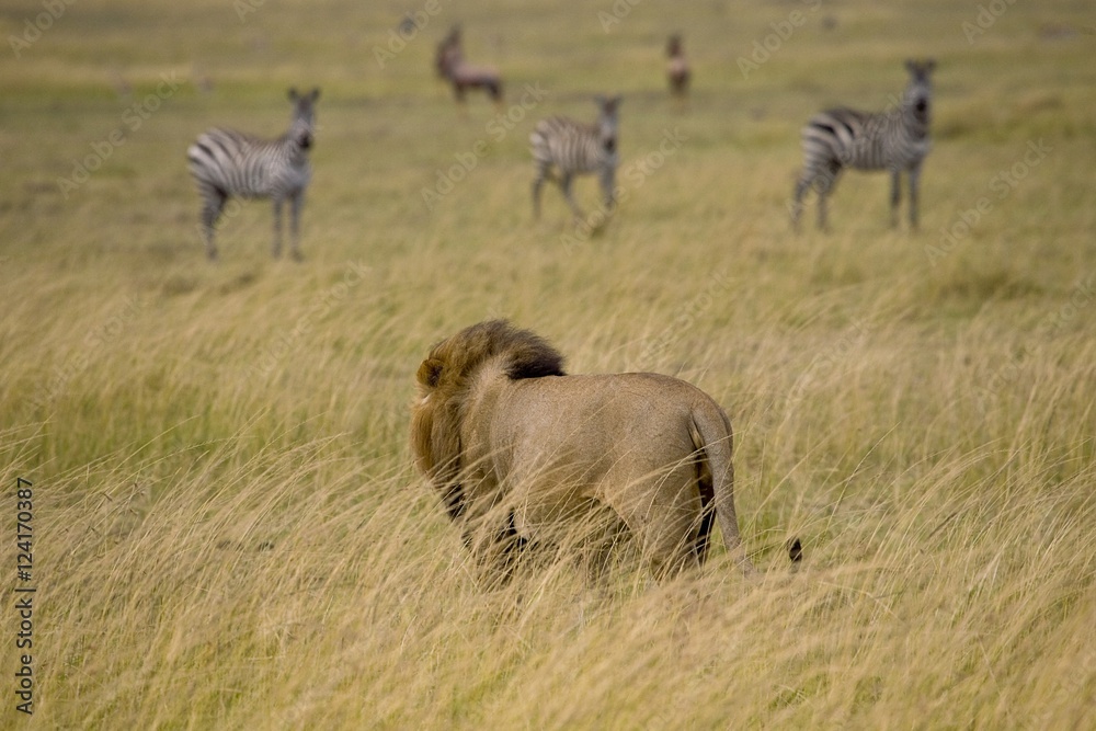 Lion (Panthera Leo), Masai Mara National Reserve, Kenya, Africa; Male Lion Watching Zebras Lion (Panthera Leo), Masai Mara National Reserve, Kenya, Africa; Male Lion Watching Zebras