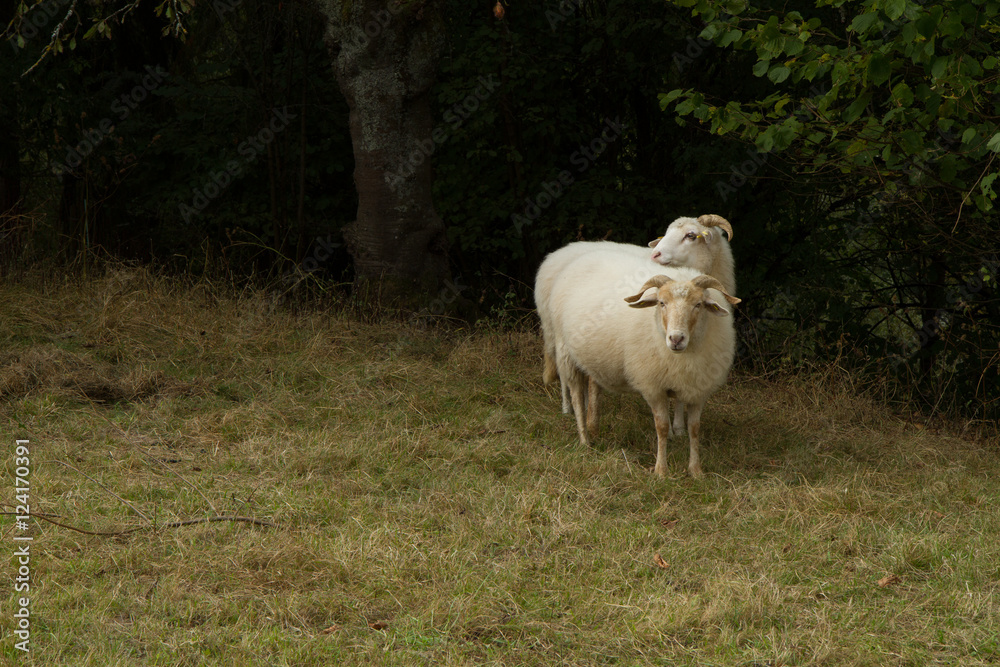 Obraz premium Schafe