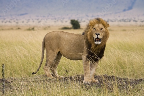 Lion, Masai Mara National Reserve, Kenya photo