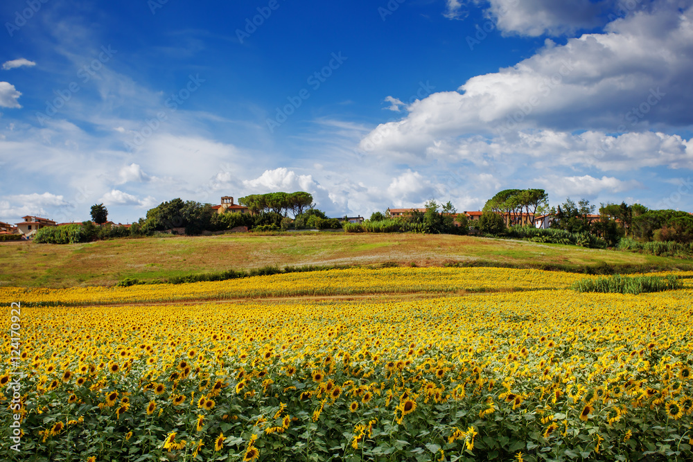 Sunflower field in Tuscany