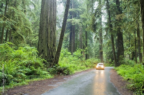 Car Driving, Redwood Forest, California, Usa photo