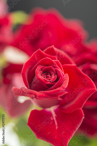 Red roses flowers bouquet close up