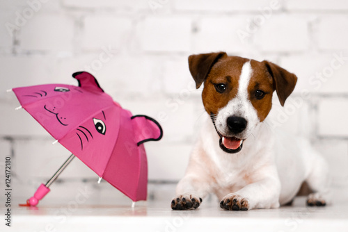 Cute Jack Russell next to umbrella photo