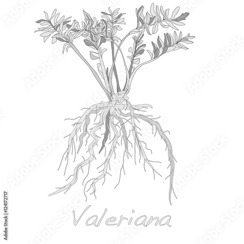 valeriana herb vector.