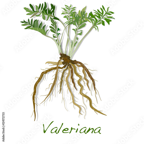 valeriana herb vector.