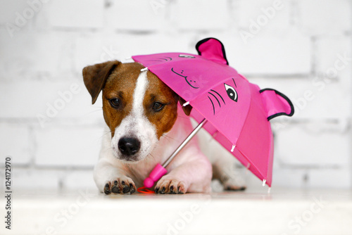 Dog under pink umbrella at white photo