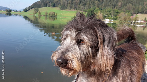 Hund am See