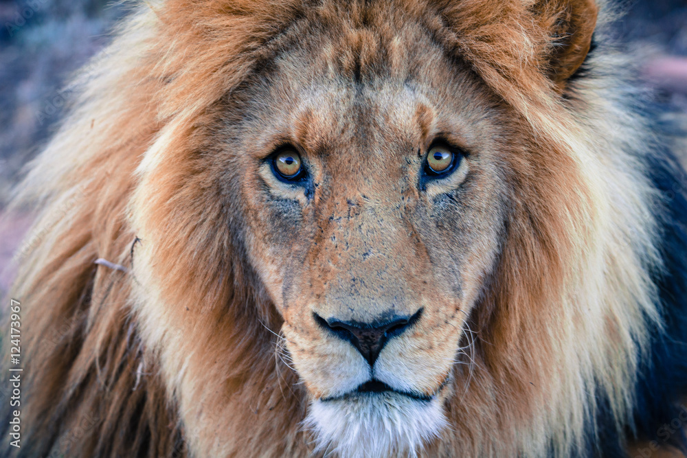 Lion Lion