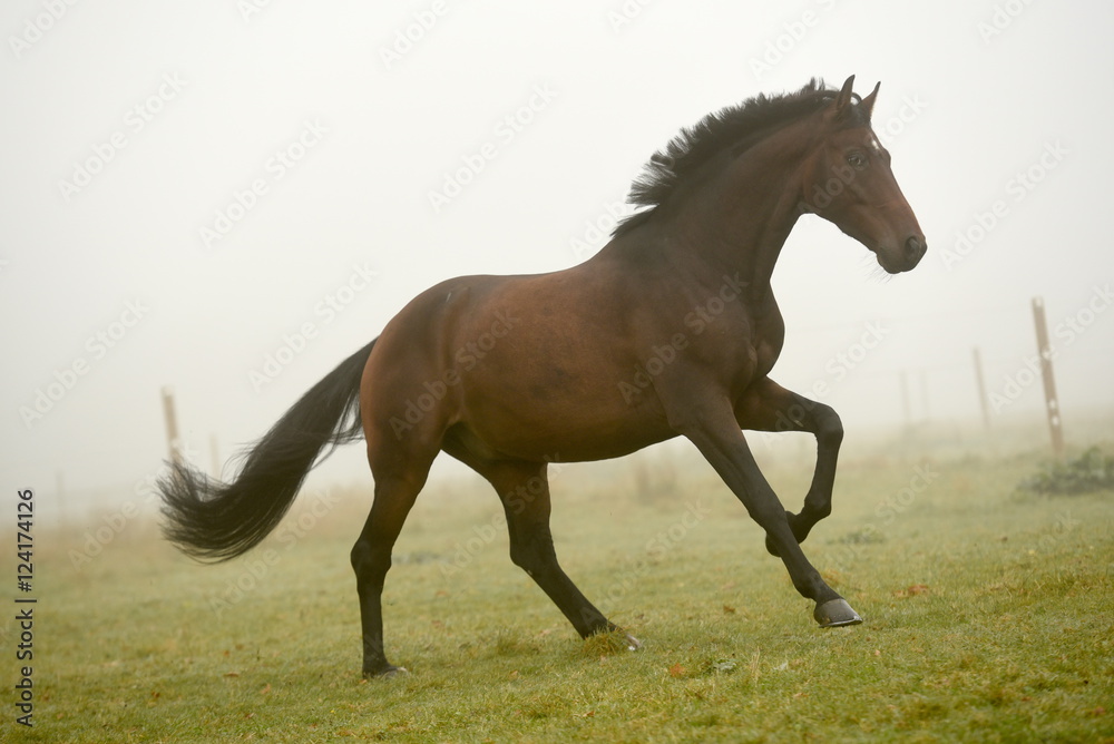 Obraz premium Pferd im Nebel