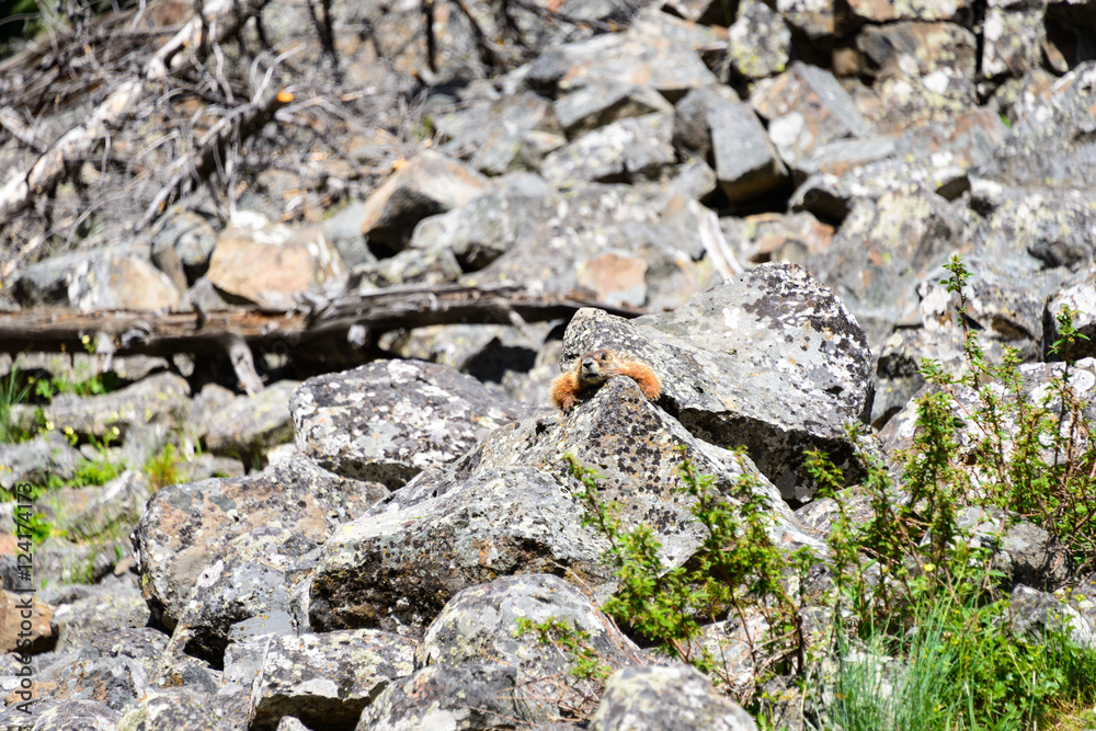 Yellowstone National Park