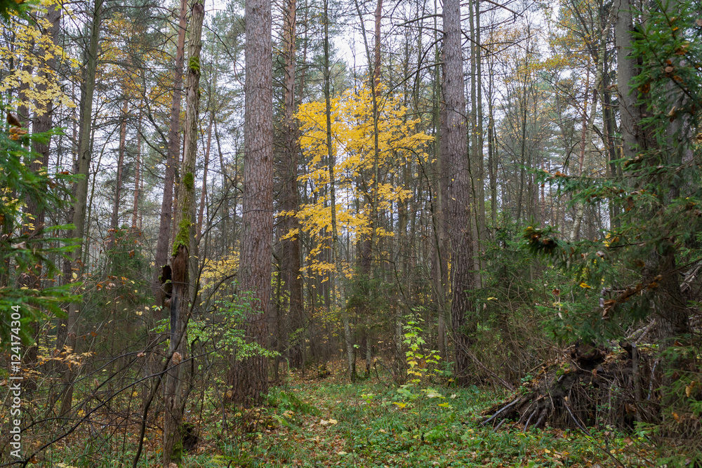 Fototapeta premium Forest landscape in cloudy and rainy autumn day