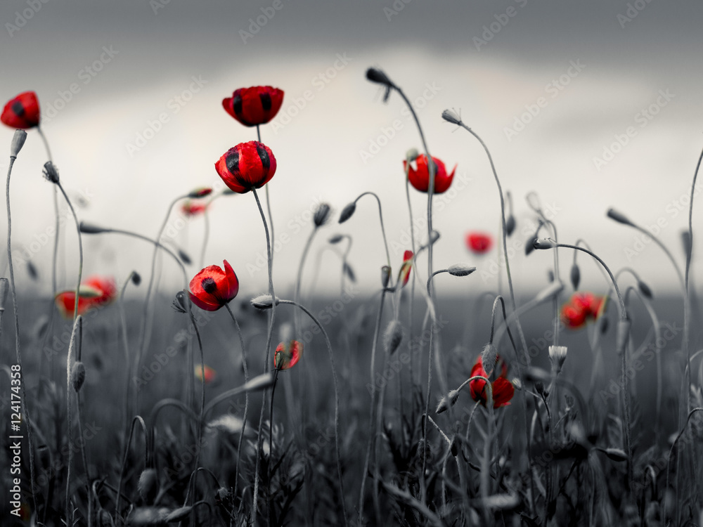 Obraz premium Poppies