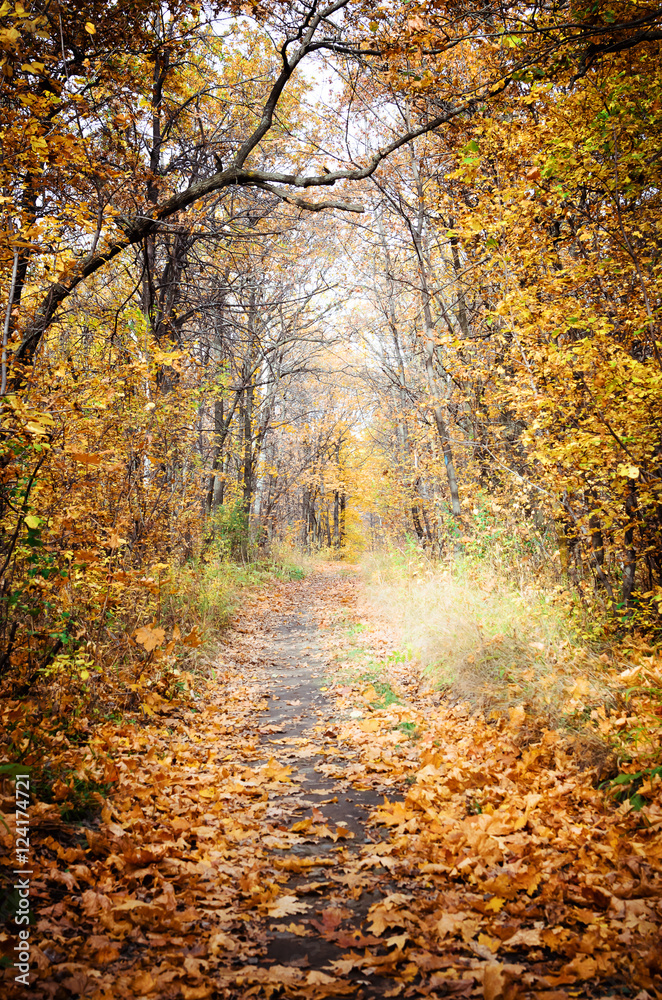 Beautiful forest in autumn