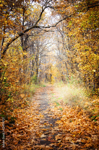 Beautiful forest in autumn © natavilman