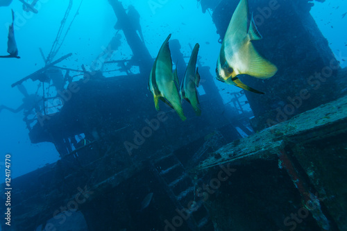 School of batfish near a sunken ship in the Maldives