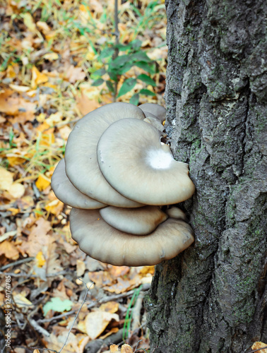 oyster mushrooms growing on a tree trunk