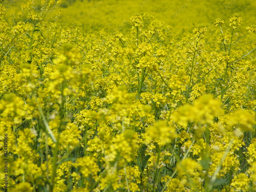 Rapeseed field Rapeseed field