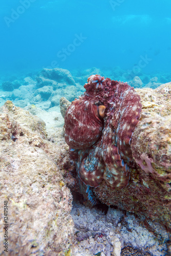 Alive red octopus sitting on coral reef, Maldives