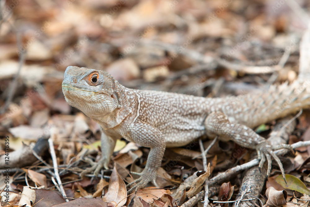 Fototapeta premium Madagascan Iguana