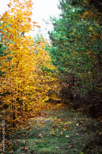 Beautiful forest in autumn