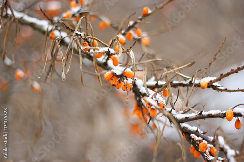 The latest sea-buckthorn berries under the snow