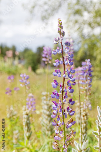 Violet lupine flowers, grass and trees in the background