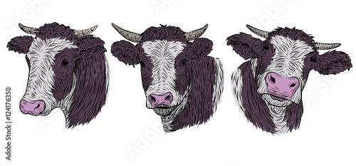 Cow, calf, bull cute muzzle face set collection variation sticker icon label tag symbol text space tape. Vector beautiful square sign outline color illustration isolated white background