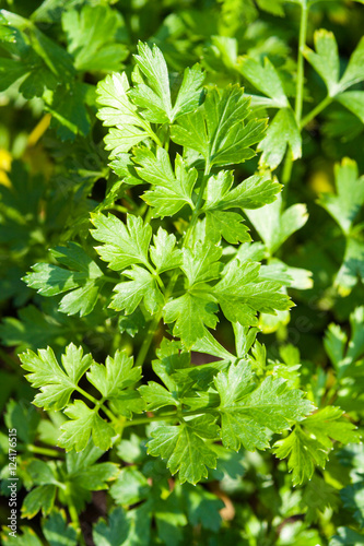 Green parsley on a bed in the garden clean of biologically useful vitamin