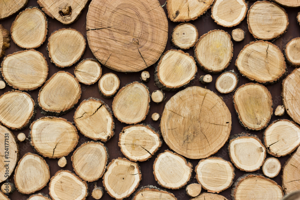 Wood texture background have many logs that cut from big and small tree Wood texture background have many logs that cut from big and small tree