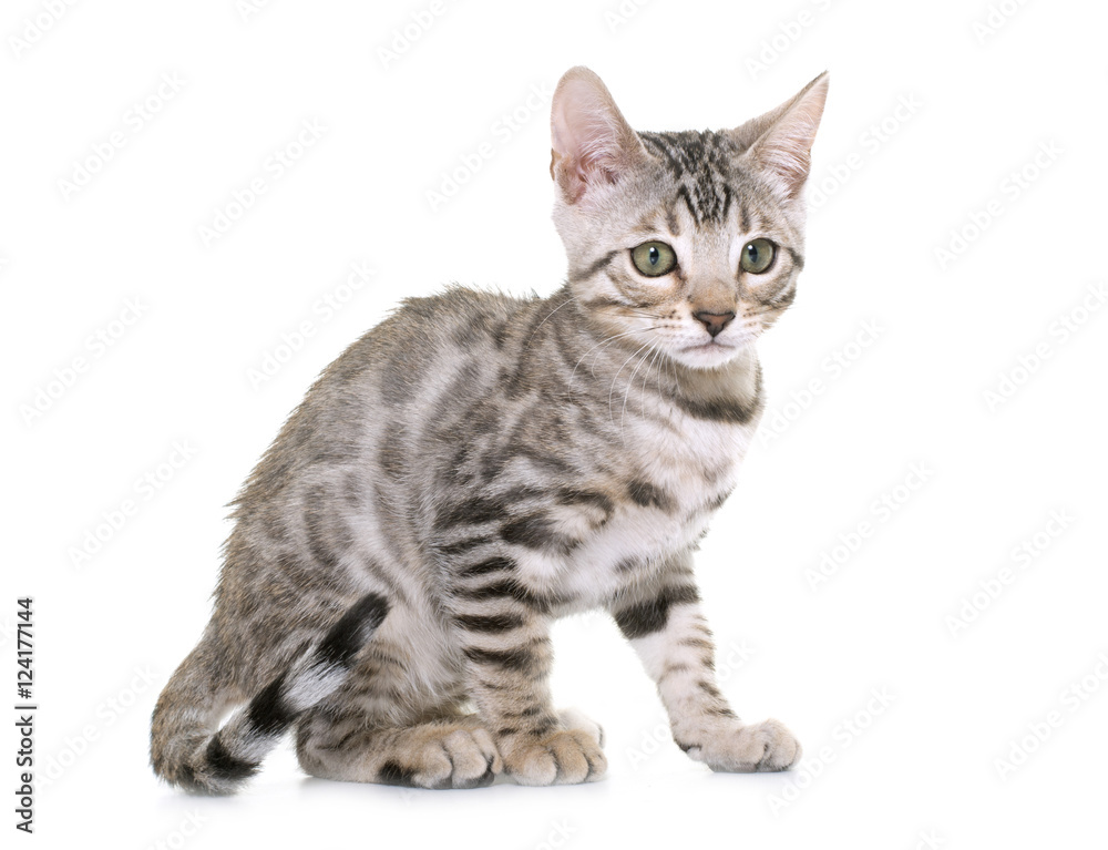 silver bengal kitten