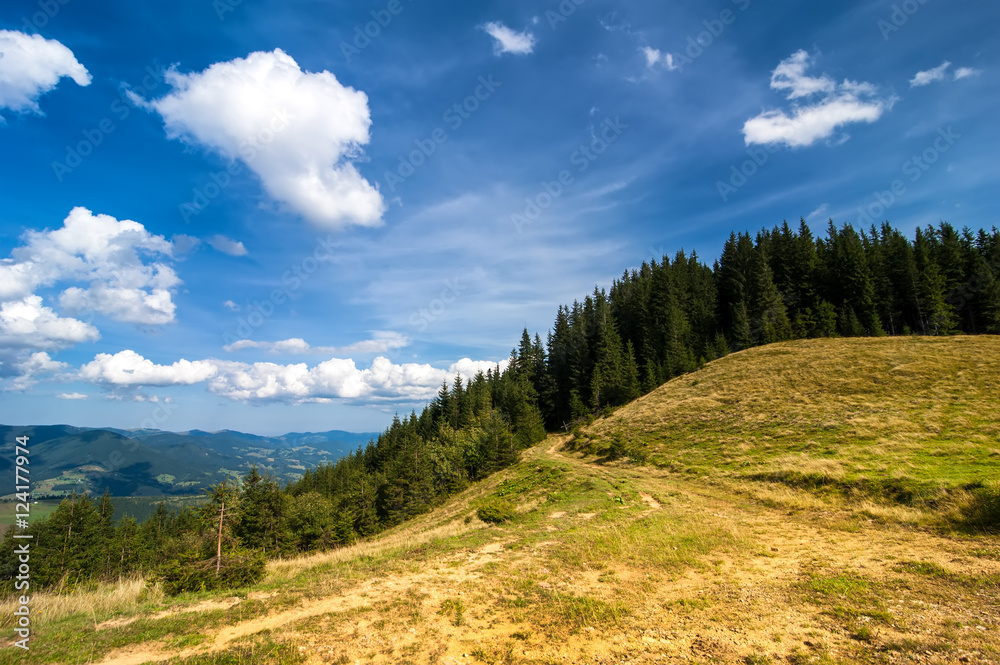 Amazing sunny landscape with pine tree highland forest at Carpathian mountains under blue sky. Ukraine destinations and travel background