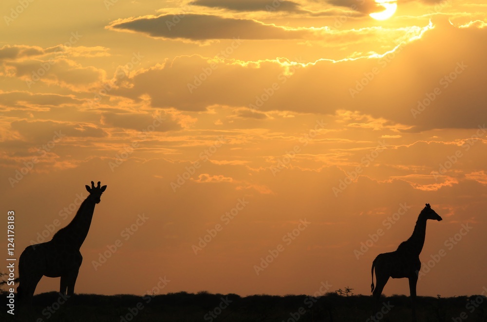 Giraffe - African Wildlife Background - The Golden Pose