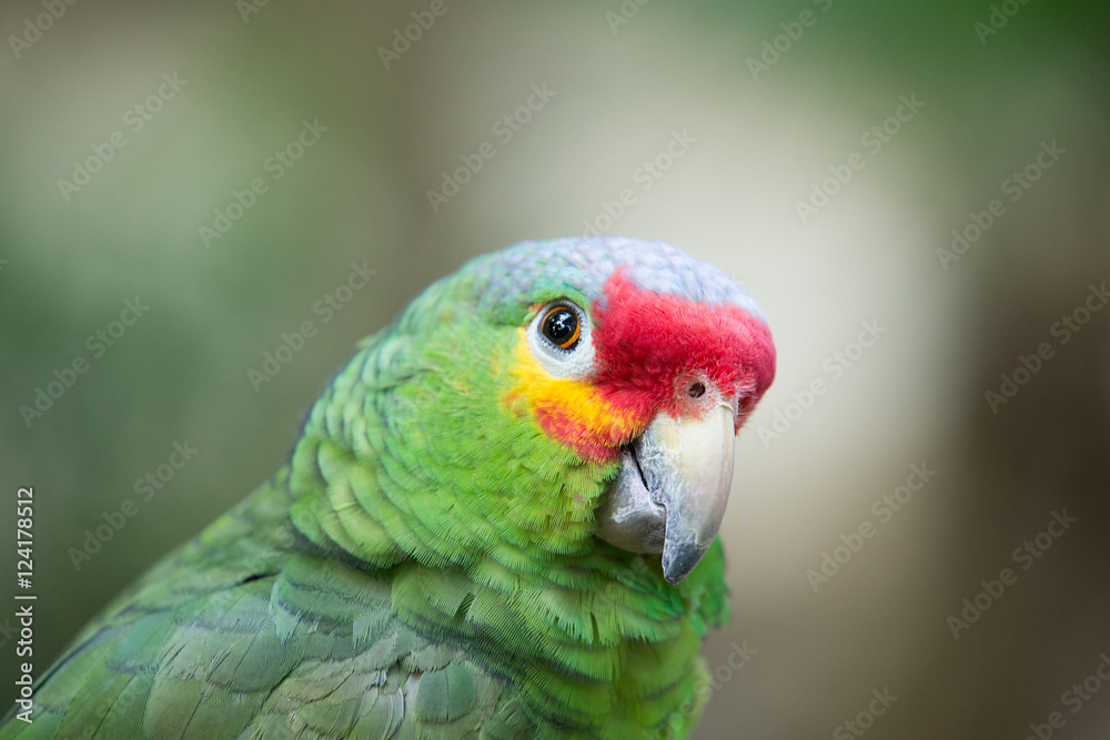 parrot bird sitting on the perch