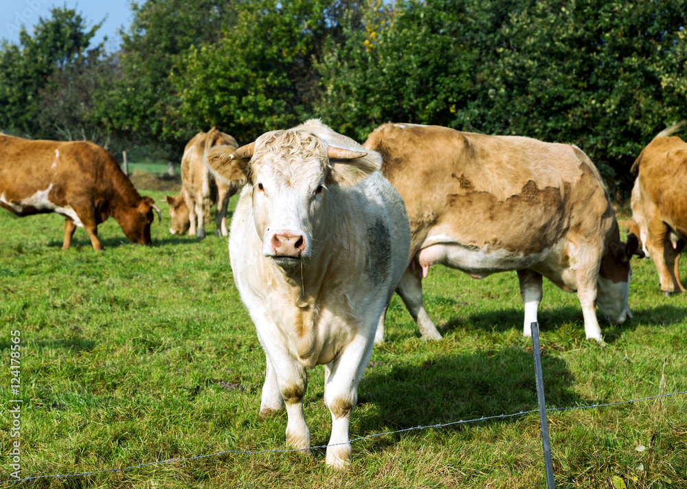Rinder auf der Weide in artgerechter Freilandhaltung auf dem Bauernhof, Limousin