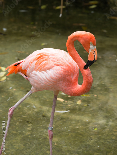 flamingos against green background