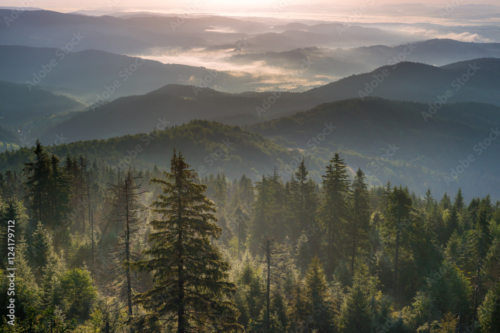 Fototapeta Tajemniczy las o świcie w górach we mgle 