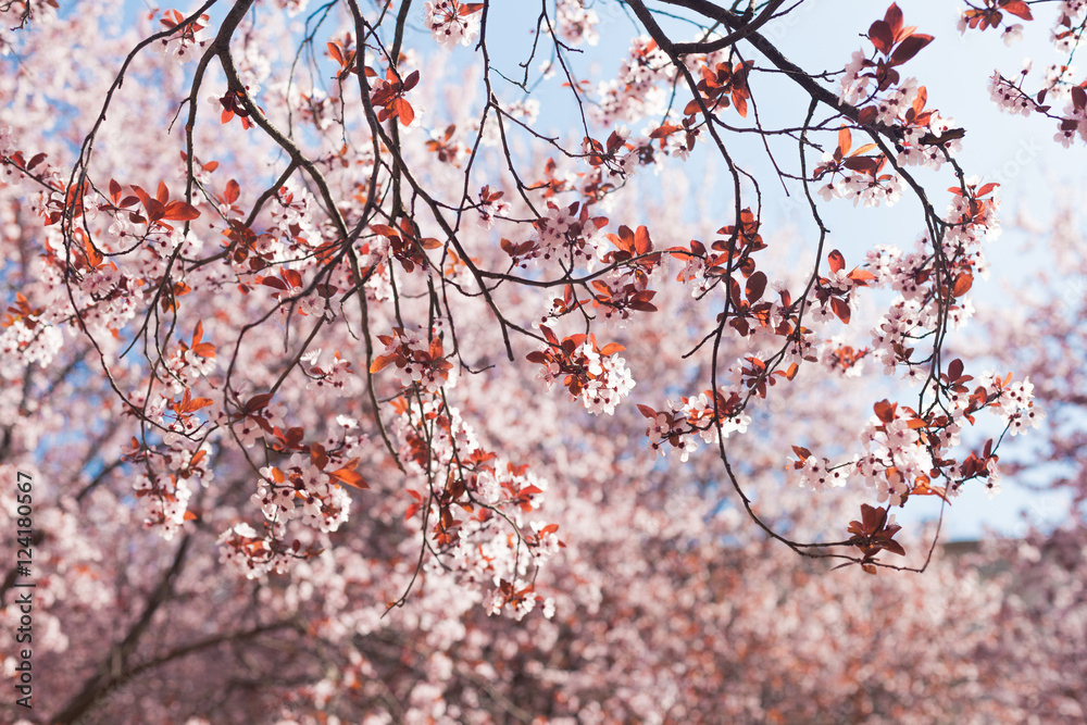 Pink blossom