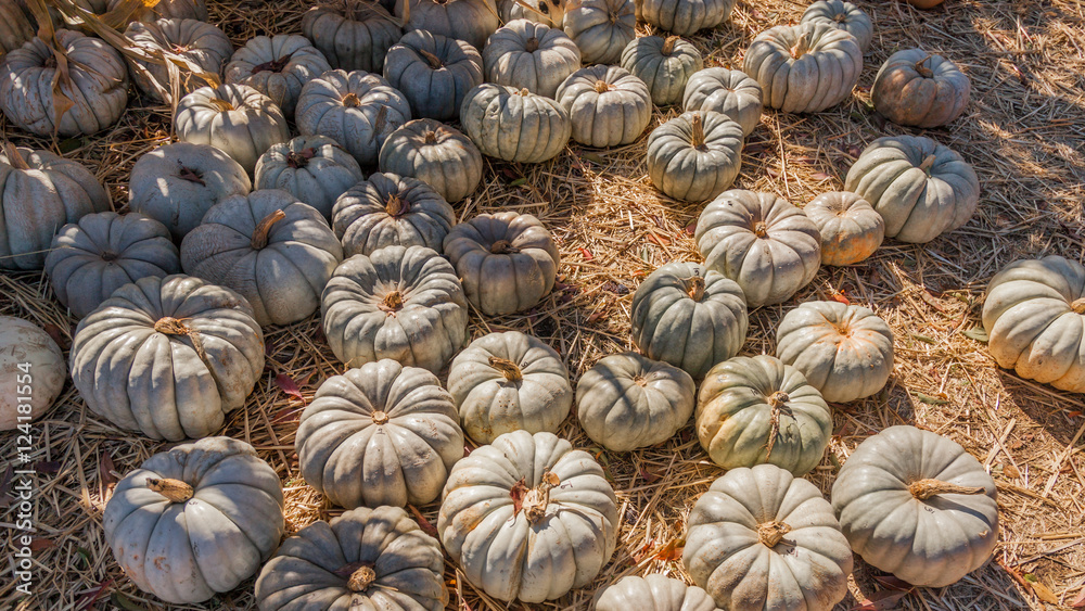 White pumpkins