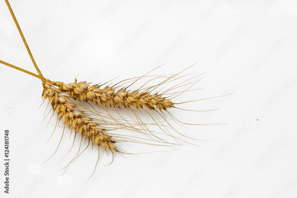 Two golden wheat ears isolated on a white background Two golden wheat ears isolated on a white background