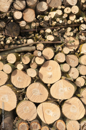 Holzstapel  Baumf  llung  Schwerstarbeit im Garten  Auslichten des alten Baumbestands  Gartenpflege  Kleinholz