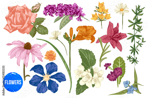 Hand drawn garden flowers set