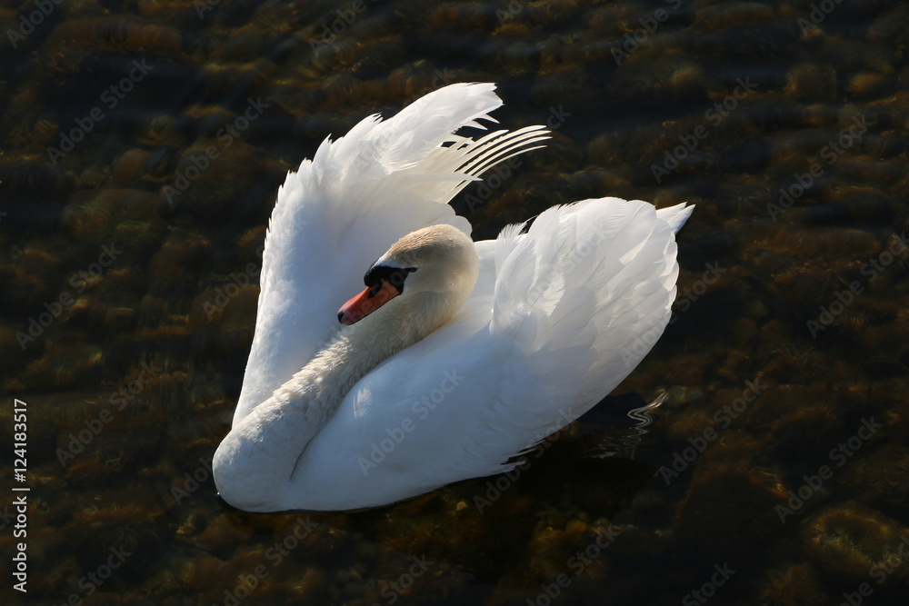 Swan, Schwan StockFoto Adobe Stock