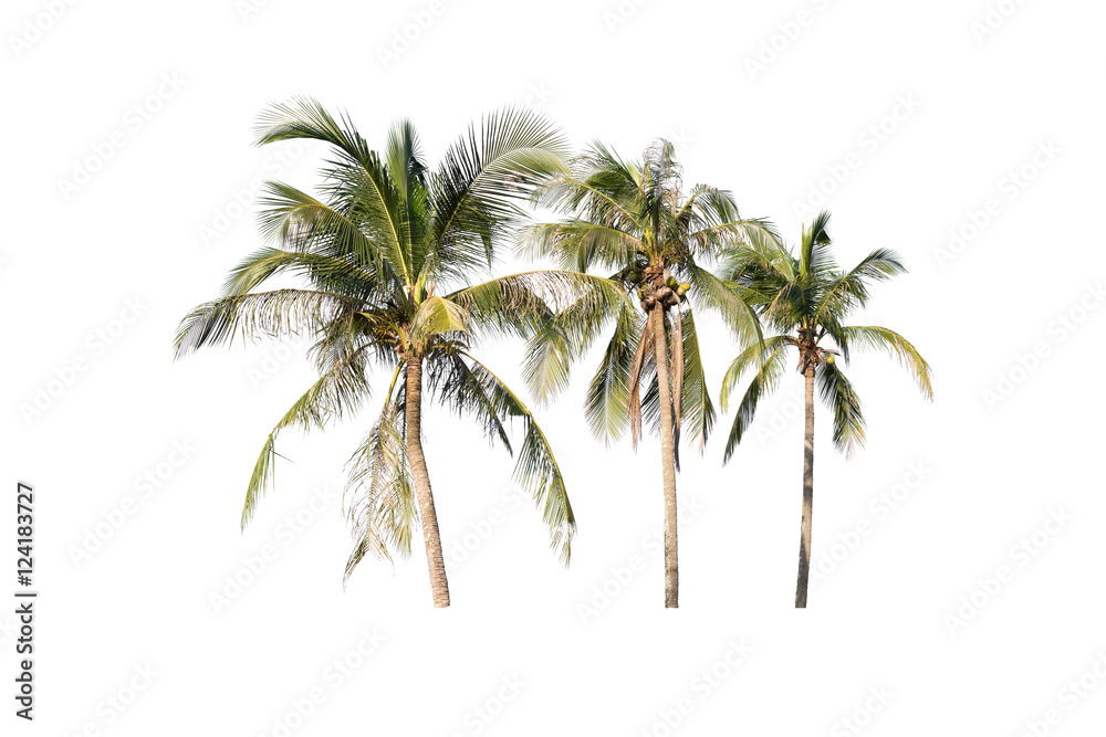 coconut trees isolated on white background coconut trees isolated on white background