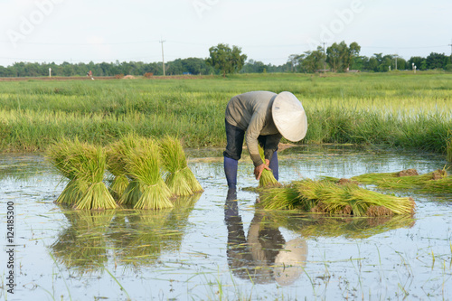 Thai farmer transplant rice seedlings in rice field farmland