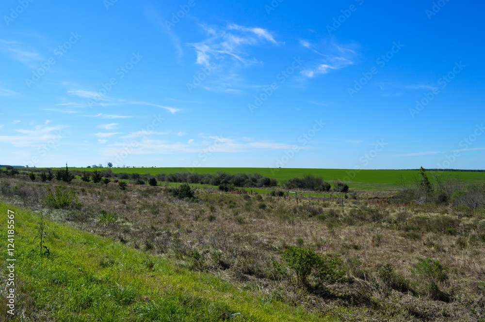 campos verdejantes